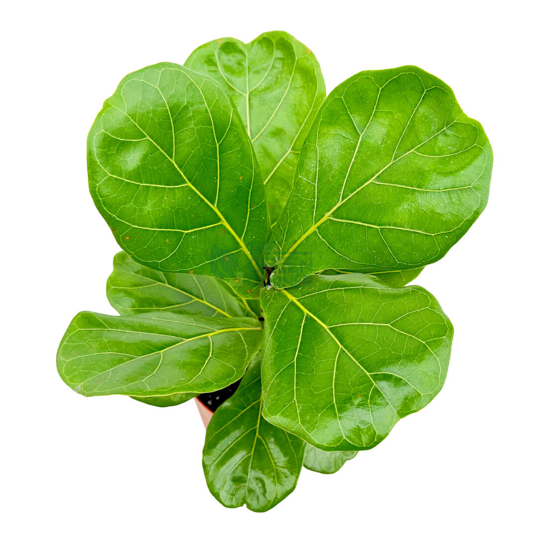 Ficus Lyrata Copper 3