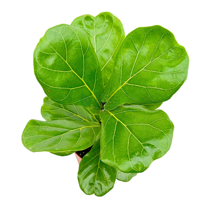 Ficus Lyrata Copper 3