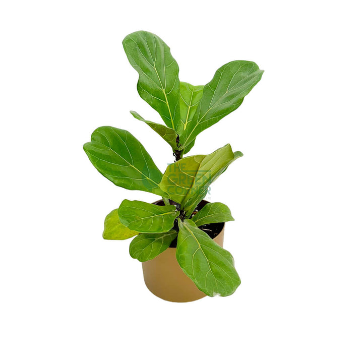 Ficus Lyrata Gold 2