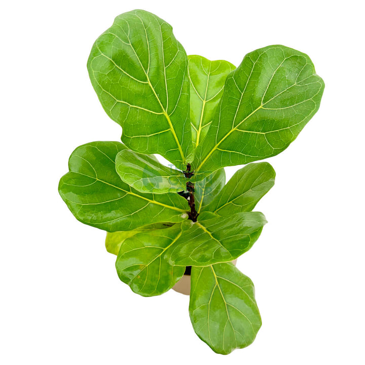 Ficus Lyrata Gold 3