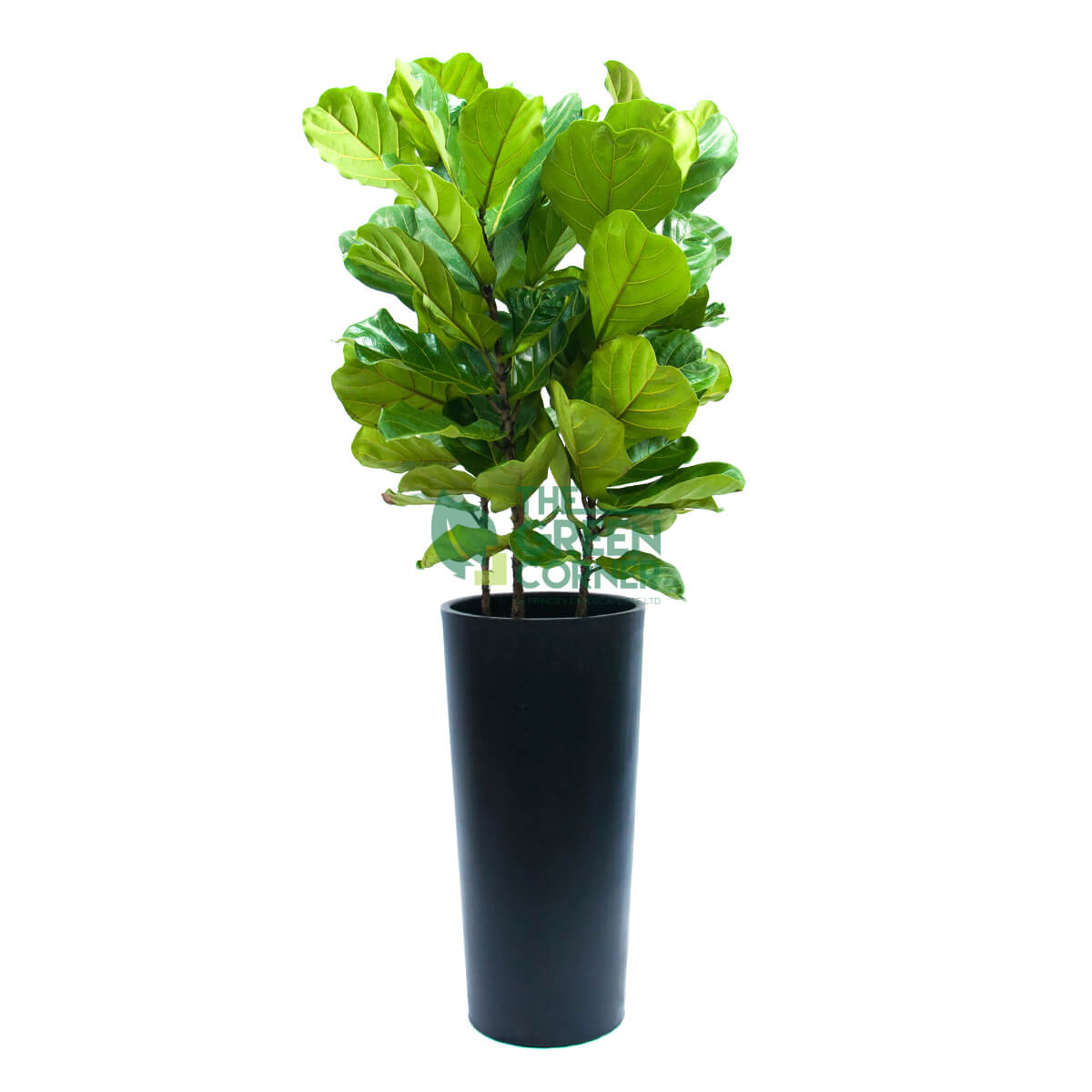 Ficus Lyrata in Cascading Black