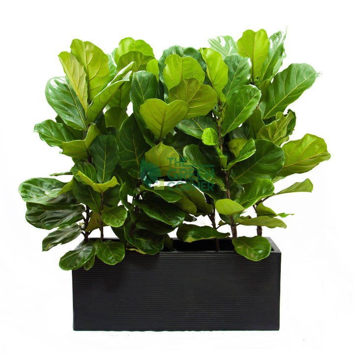 Ficus Lyrata in Box Black