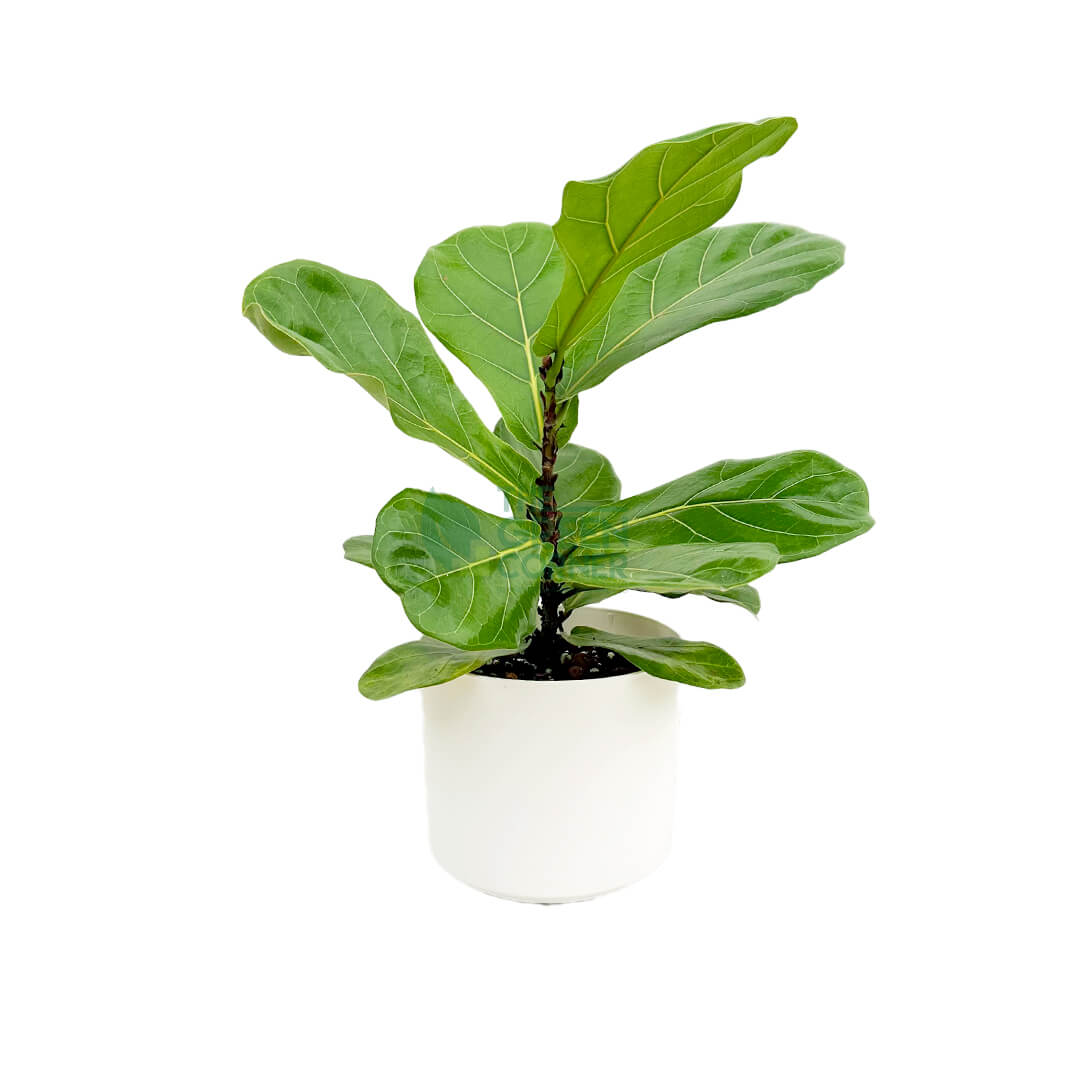 Ficus Lyrata White 1