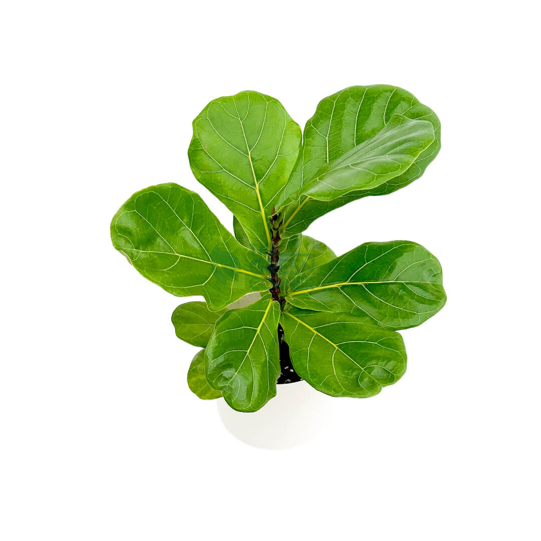 Ficus Lyrata White 2