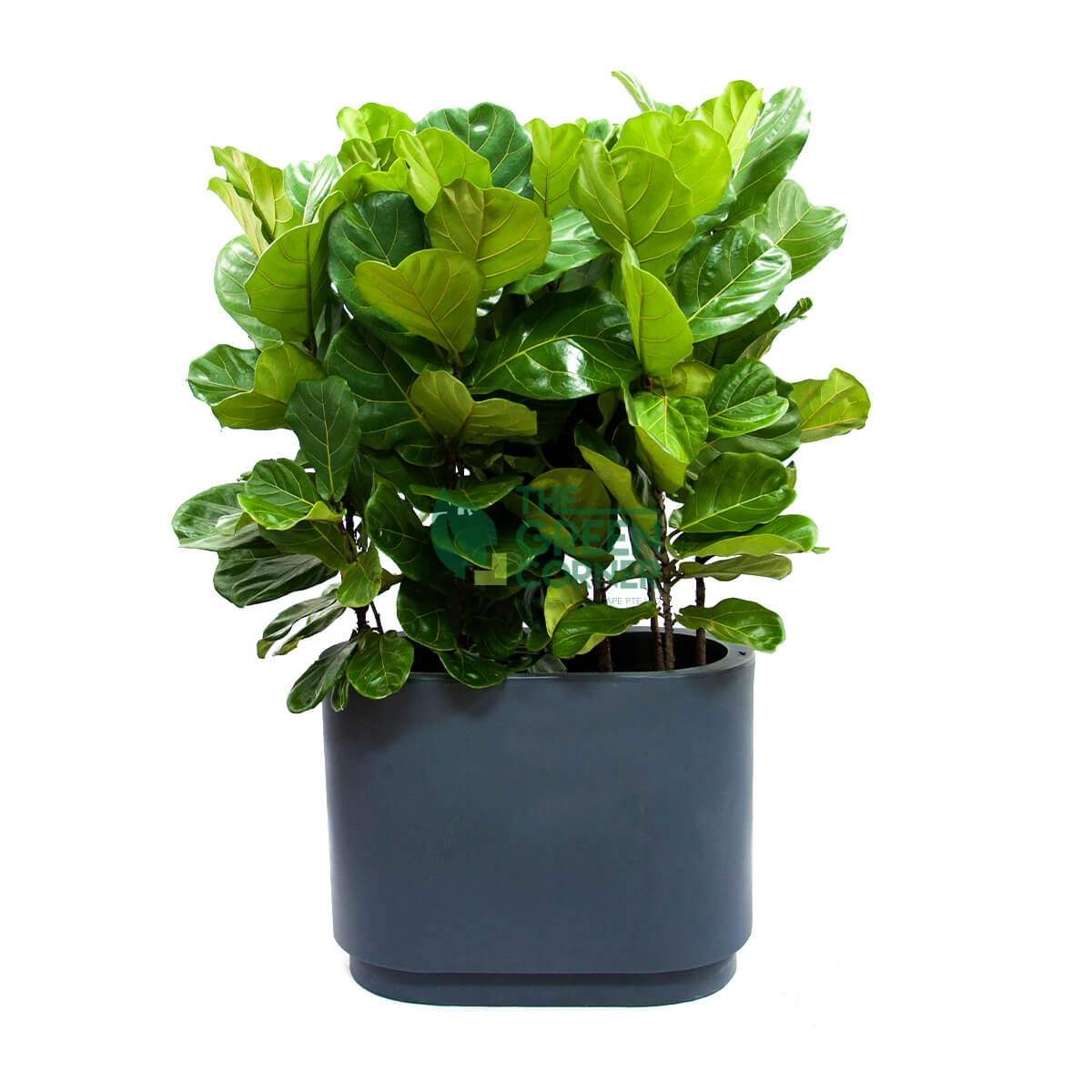 Ficus Lyrata in Charcoal Grey
