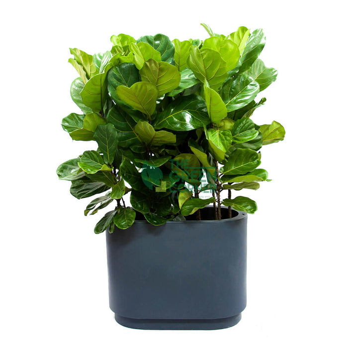 Ficus Lyrata in Charcoal Grey