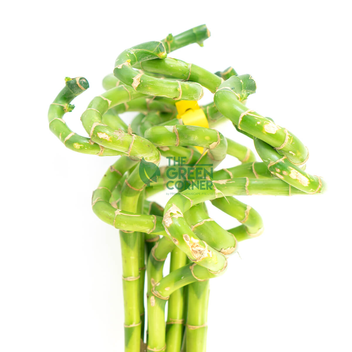 Fortune Bamboo Curly