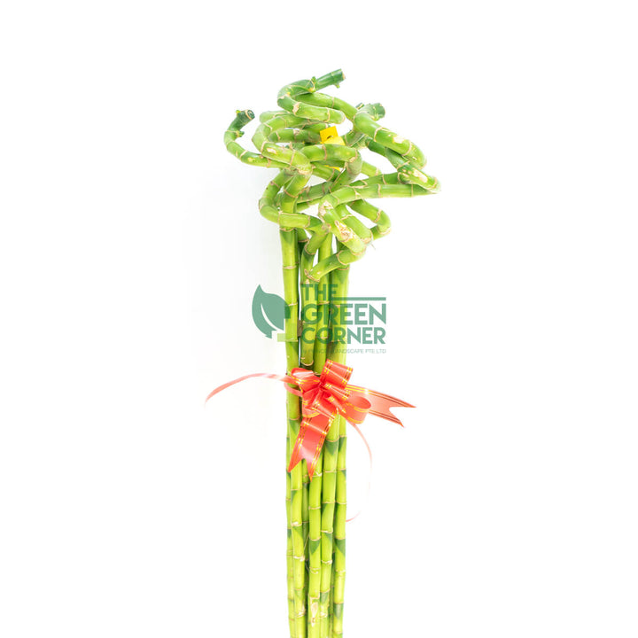 Fortune Bamboo Curly