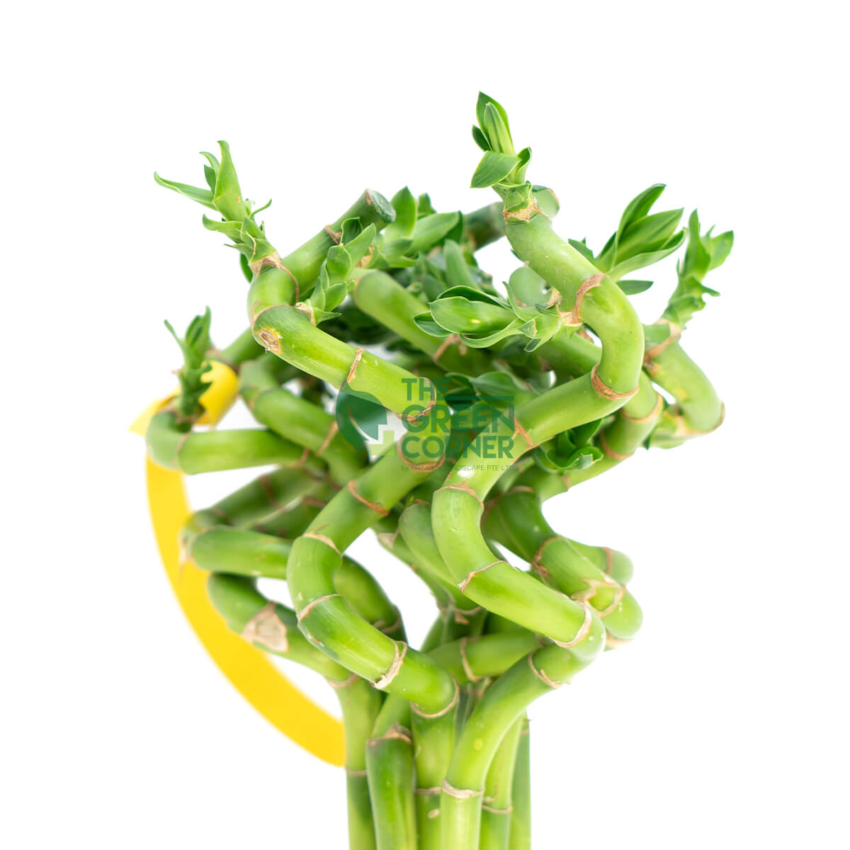 Fortune Bamboo Curly