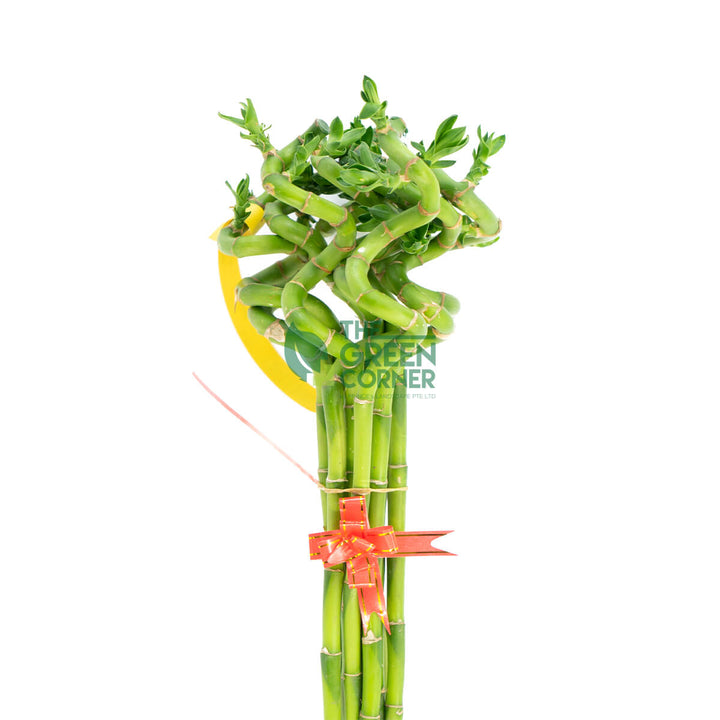 Attractive Chinese New Year Flower