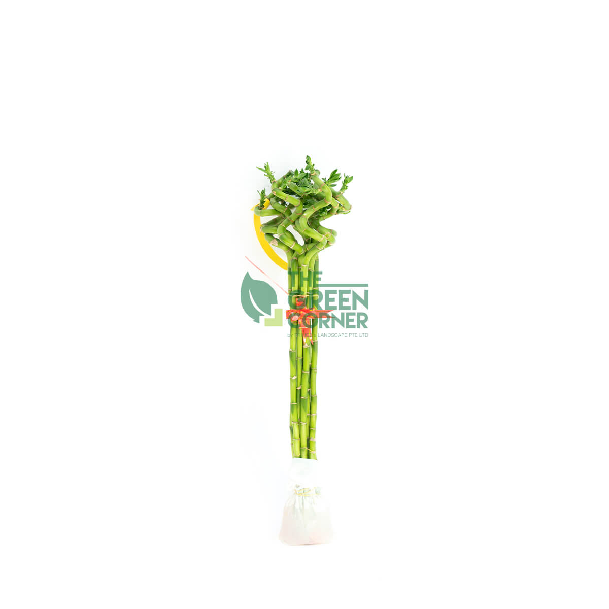 Attractive CNY Flowers