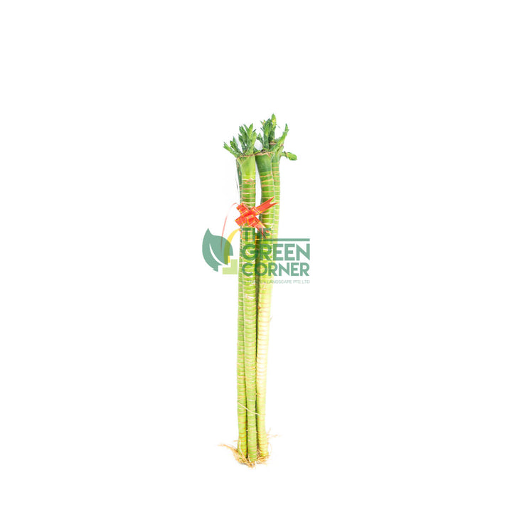 Attractive Chinese New Year Plants