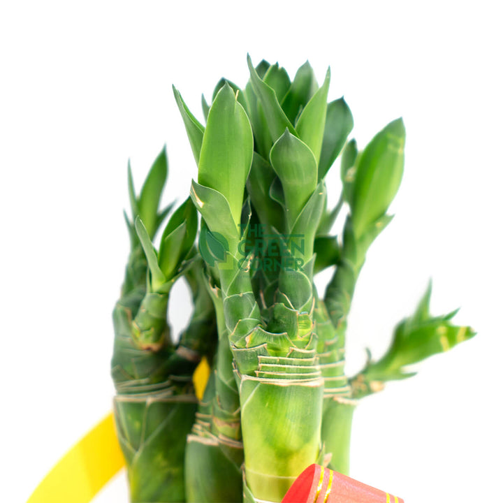 Fortune Bamboo Dragon Head