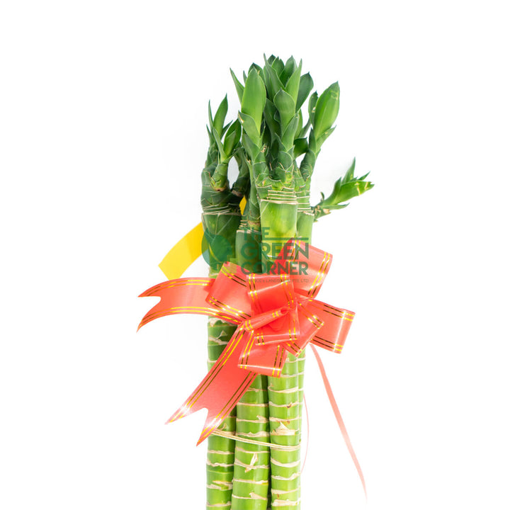 Fortune Bamboo Dragon Head