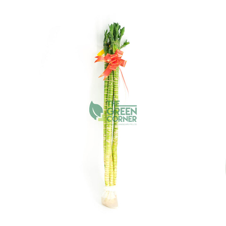 Fortune Bamboo Dragon Head