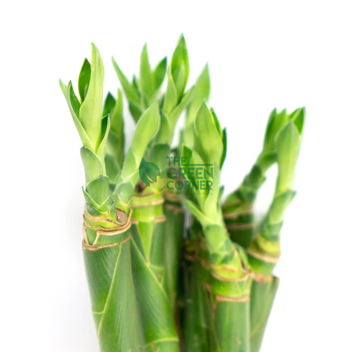 Fortune Bamboo Straight