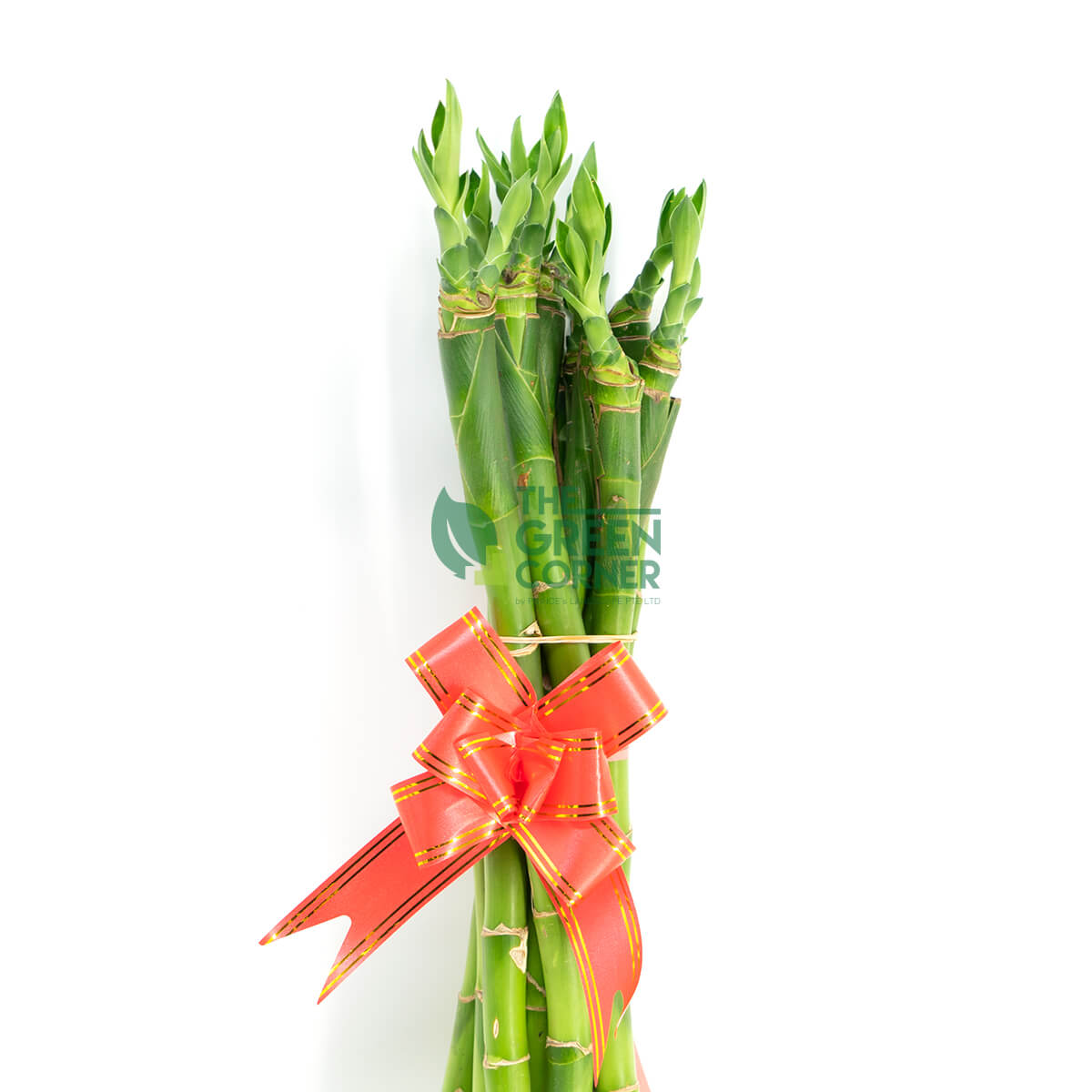 Fortune Bamboo Straight
