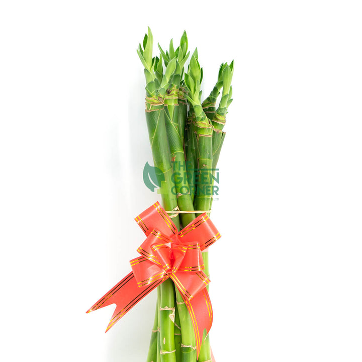 Fortune Bamboo Straight
