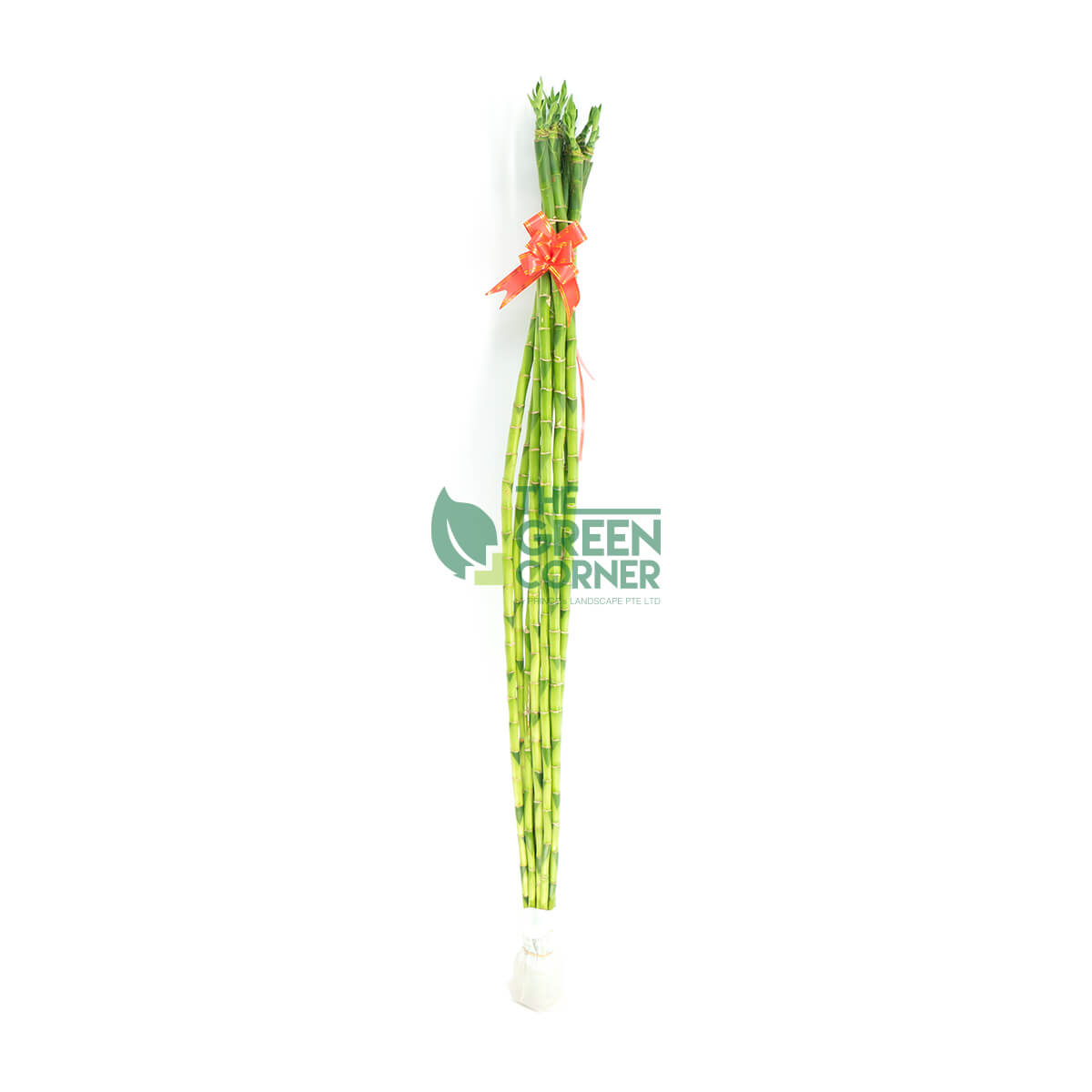 Fortune Bamboo Straight