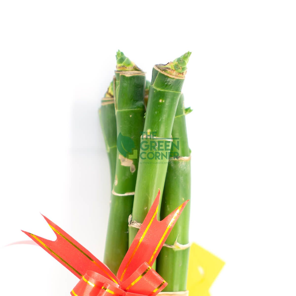 Fortune Bamboo Straight