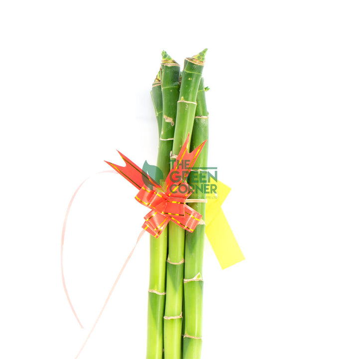 Attractive Chinese New Year Flowers Singapore