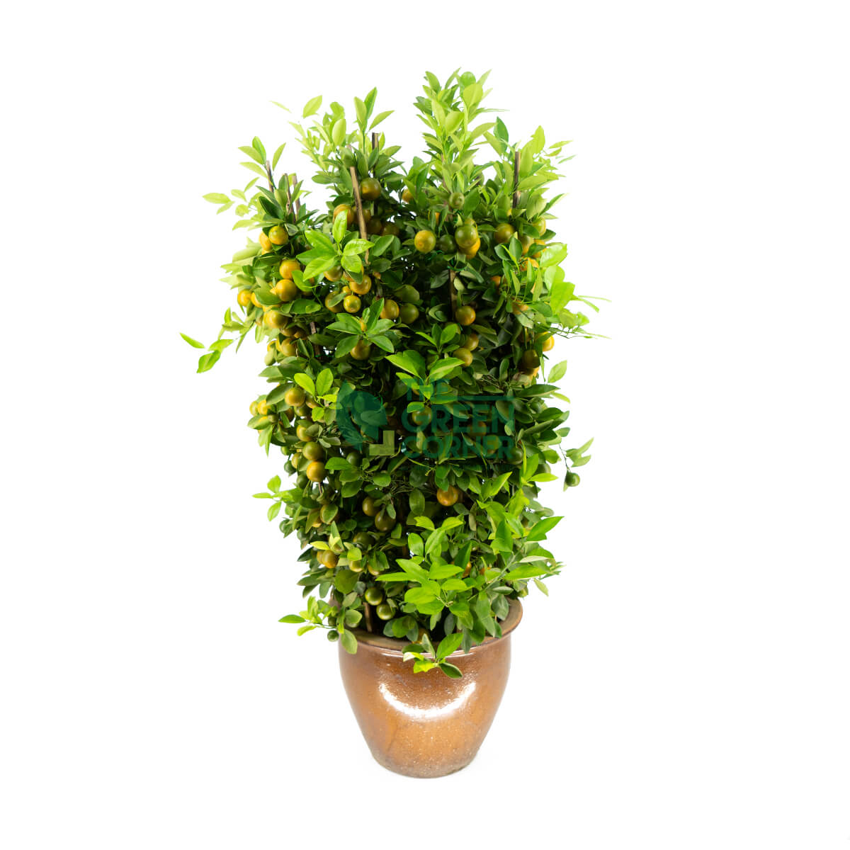 Four Season Kumquat 四季桔