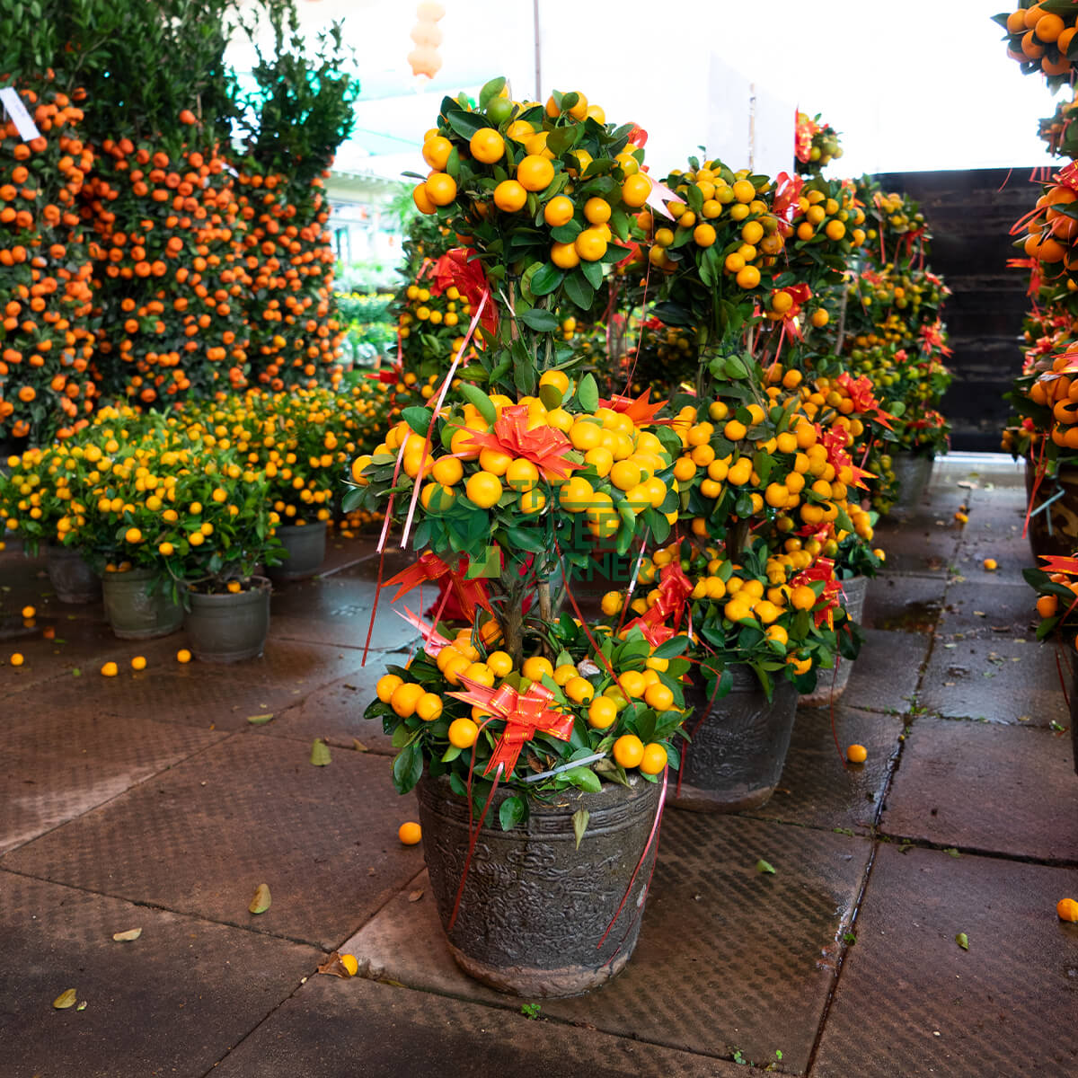 Four Season Kumquat Multi-Tier 3/5/8 Layers