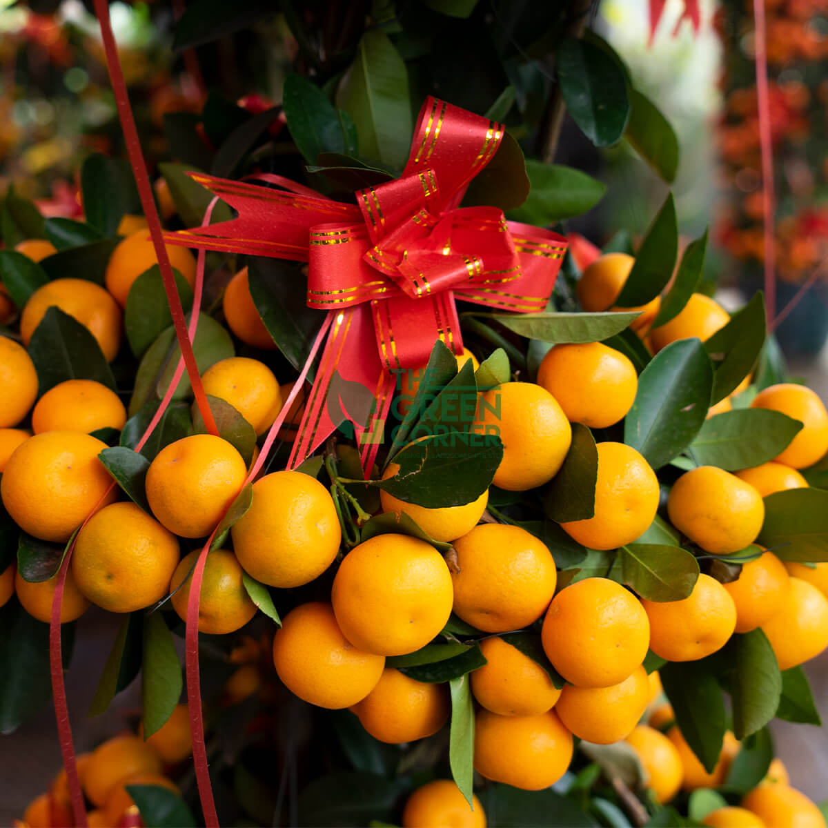 Four Season Kumquat Multi-Tier 3/5/8 Layers