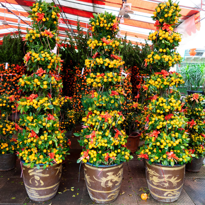 Four Season Kumquat Multi-Tier 3/5/8 Layers