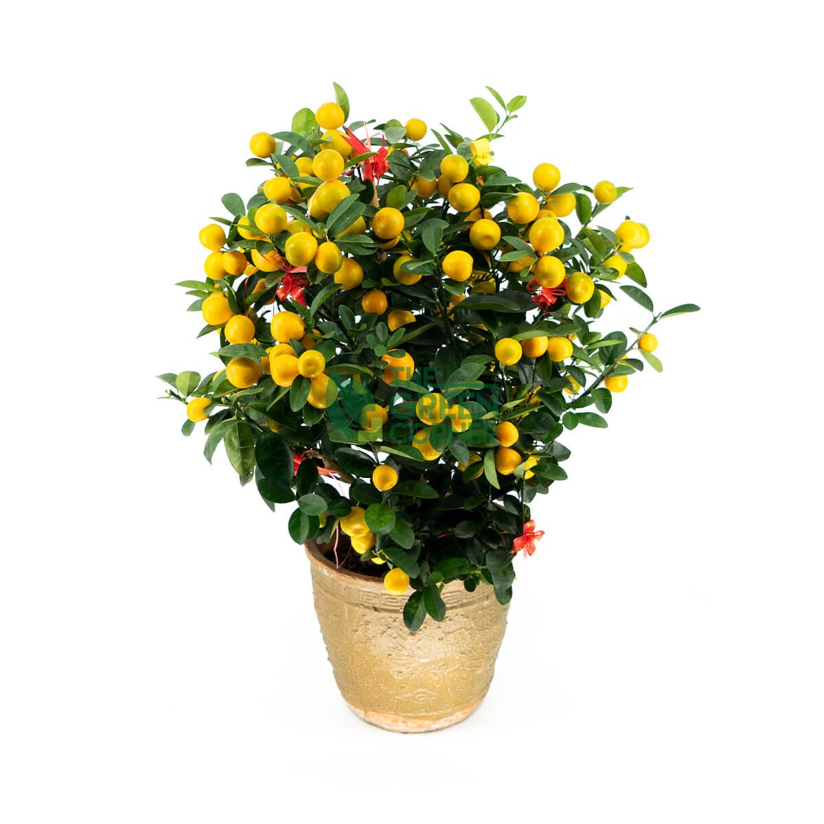 Four Season Kumquat 四季桔