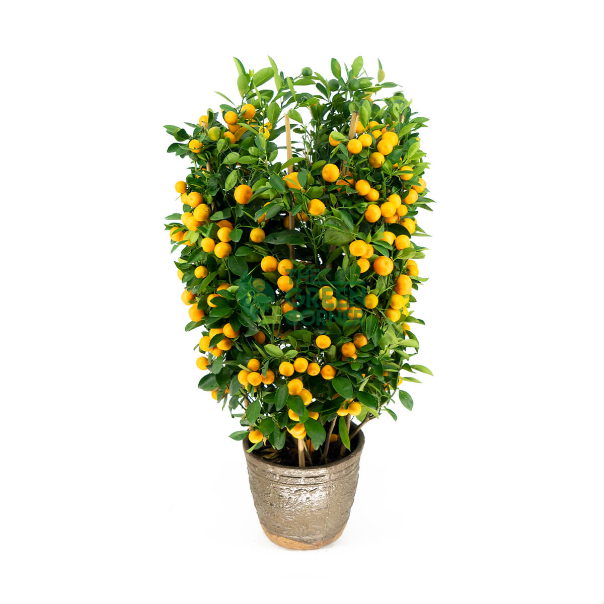 Top CNY Plants