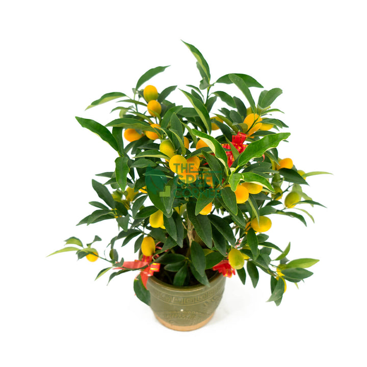 Best Chinese New Year Flowers Singapore