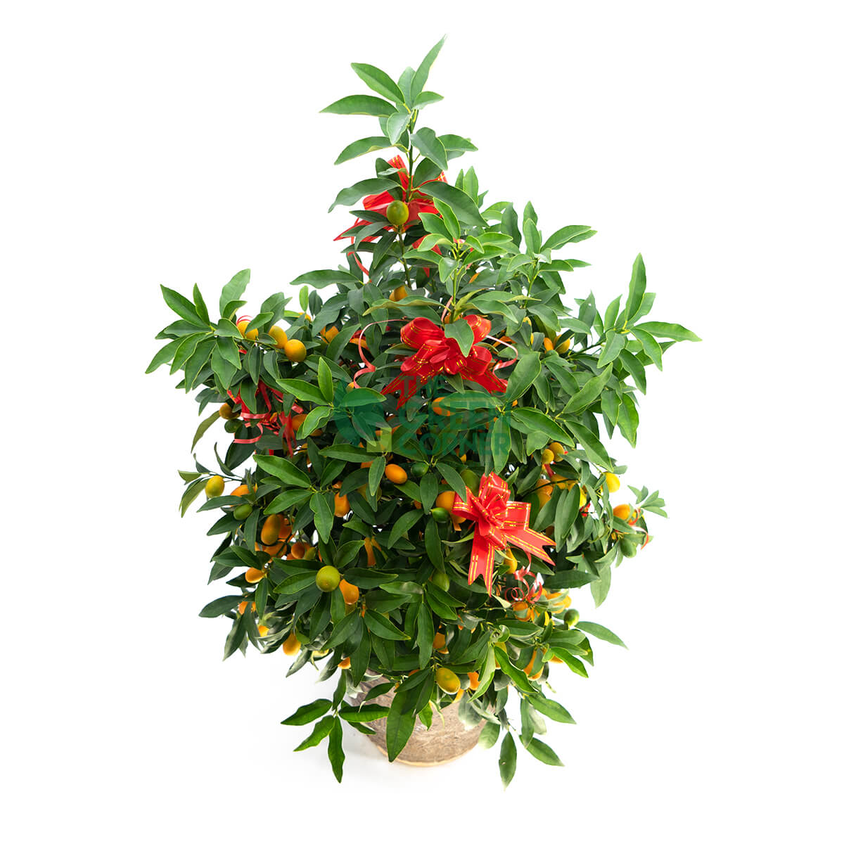 Best Chinese New Year Plants Singapore