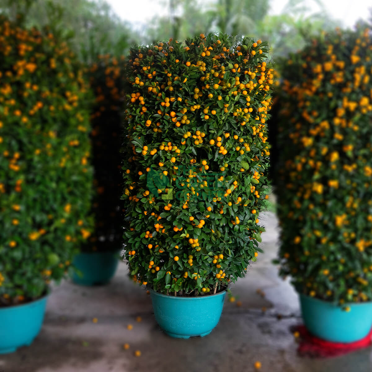 Four Season Kumquat 四季桔