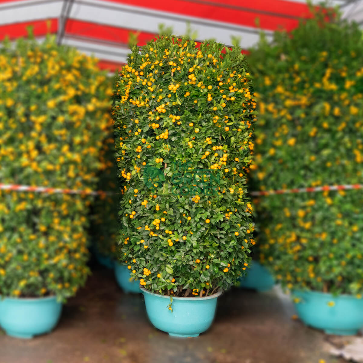 Four Season Kumquat 四季桔