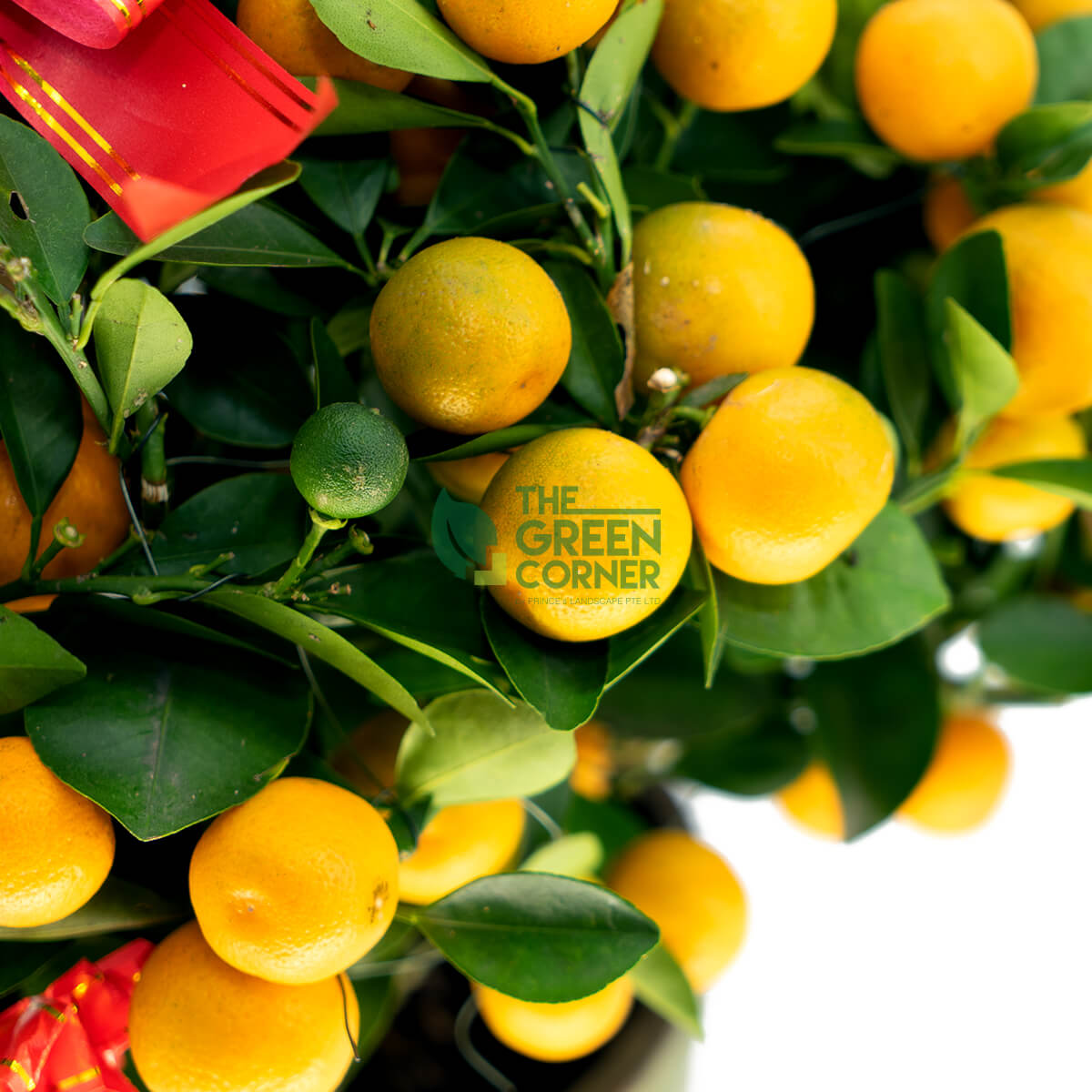 Four Season Kumquat Tabletop