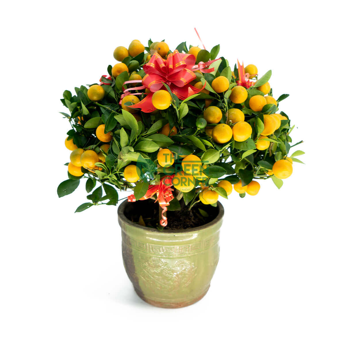 Four Season Kumquat Tabletop