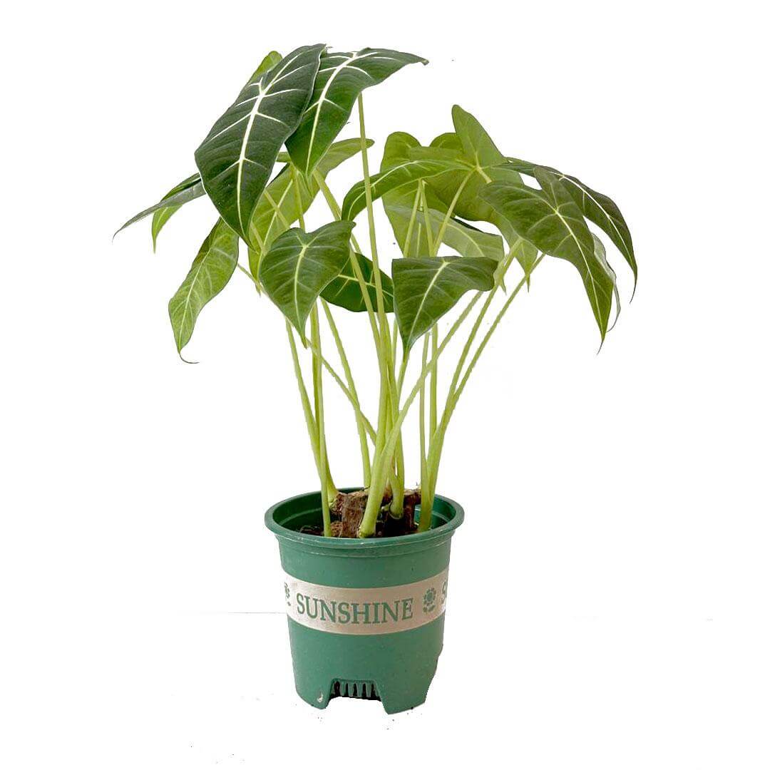 Alocasia Frydek