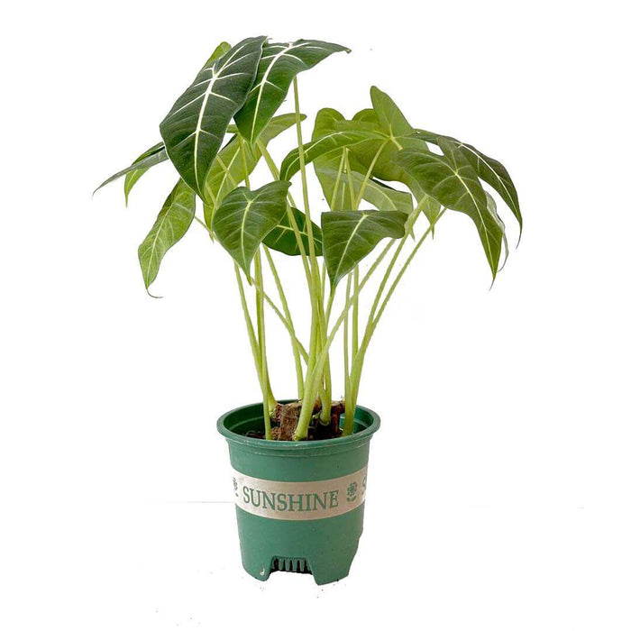 Alocasia Frydek