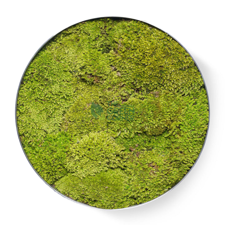 Greenfields Moss Frame