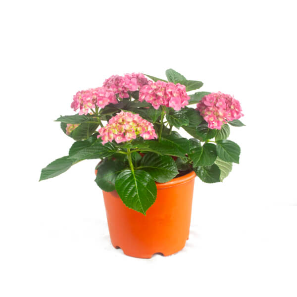 Amazing CNY Flowers