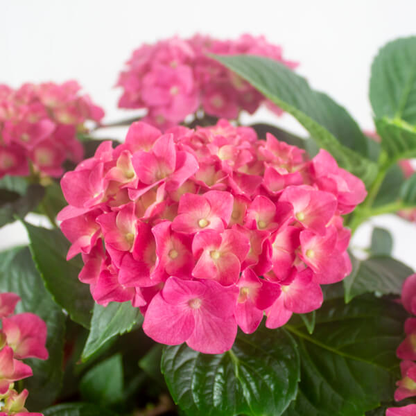 Amazing Chinese New Year Flower