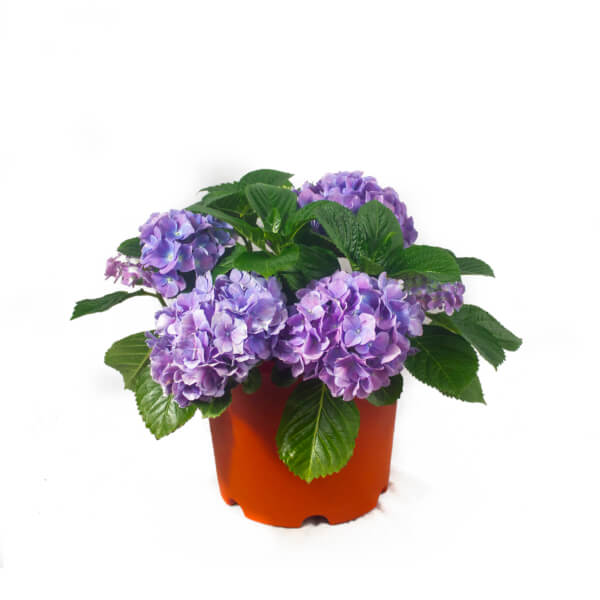 Hydrangea