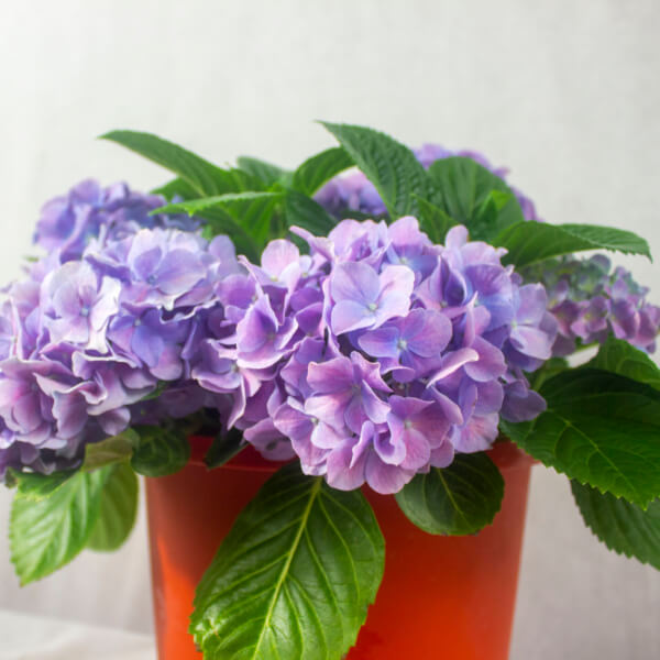Hydrangea