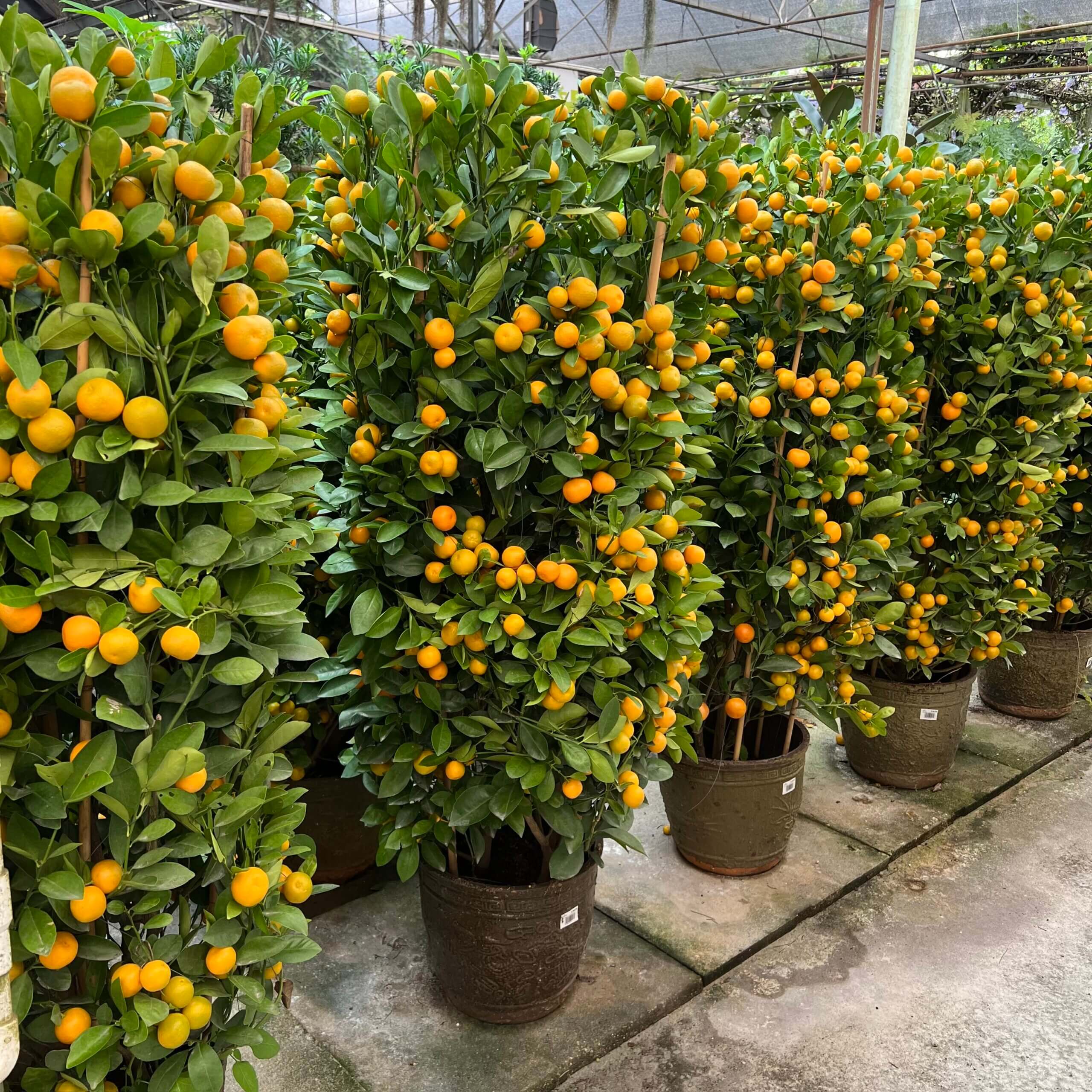 Four Season Kumquat