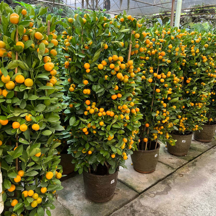 Four Season Kumquat