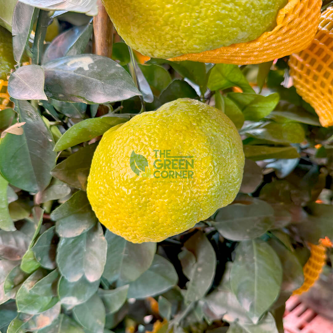 Big Mandarin Orange