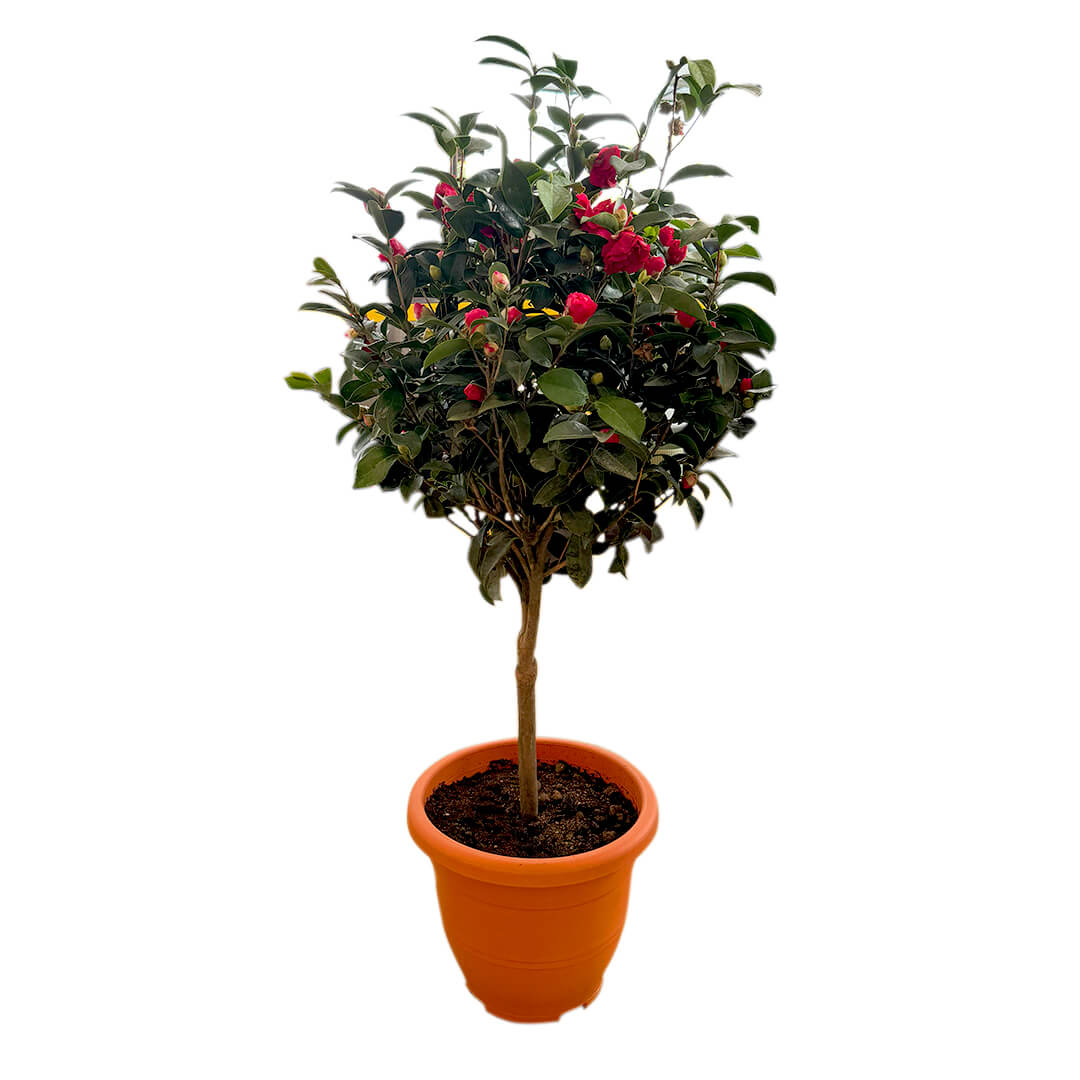 Camellia
