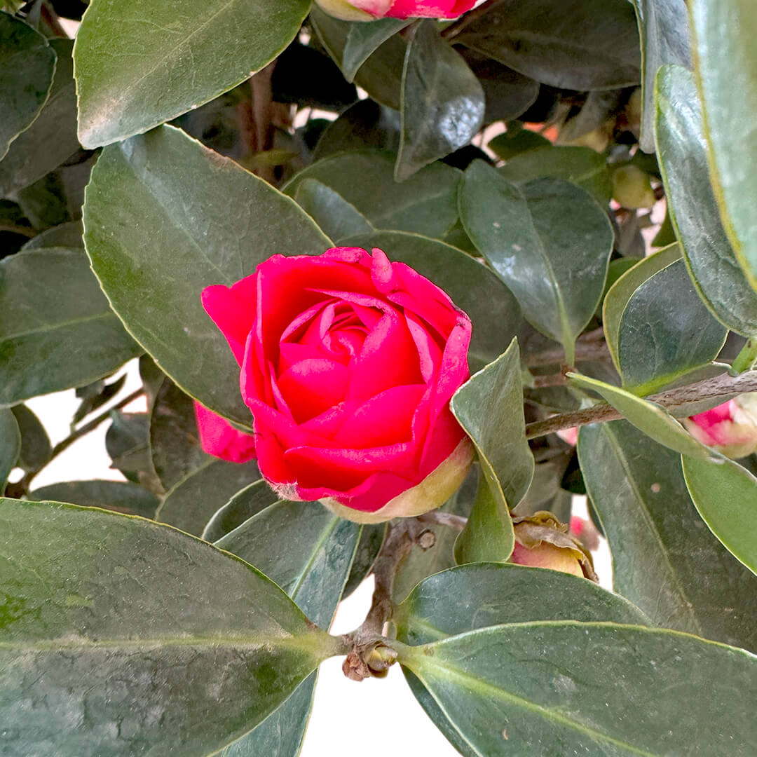 Camellia