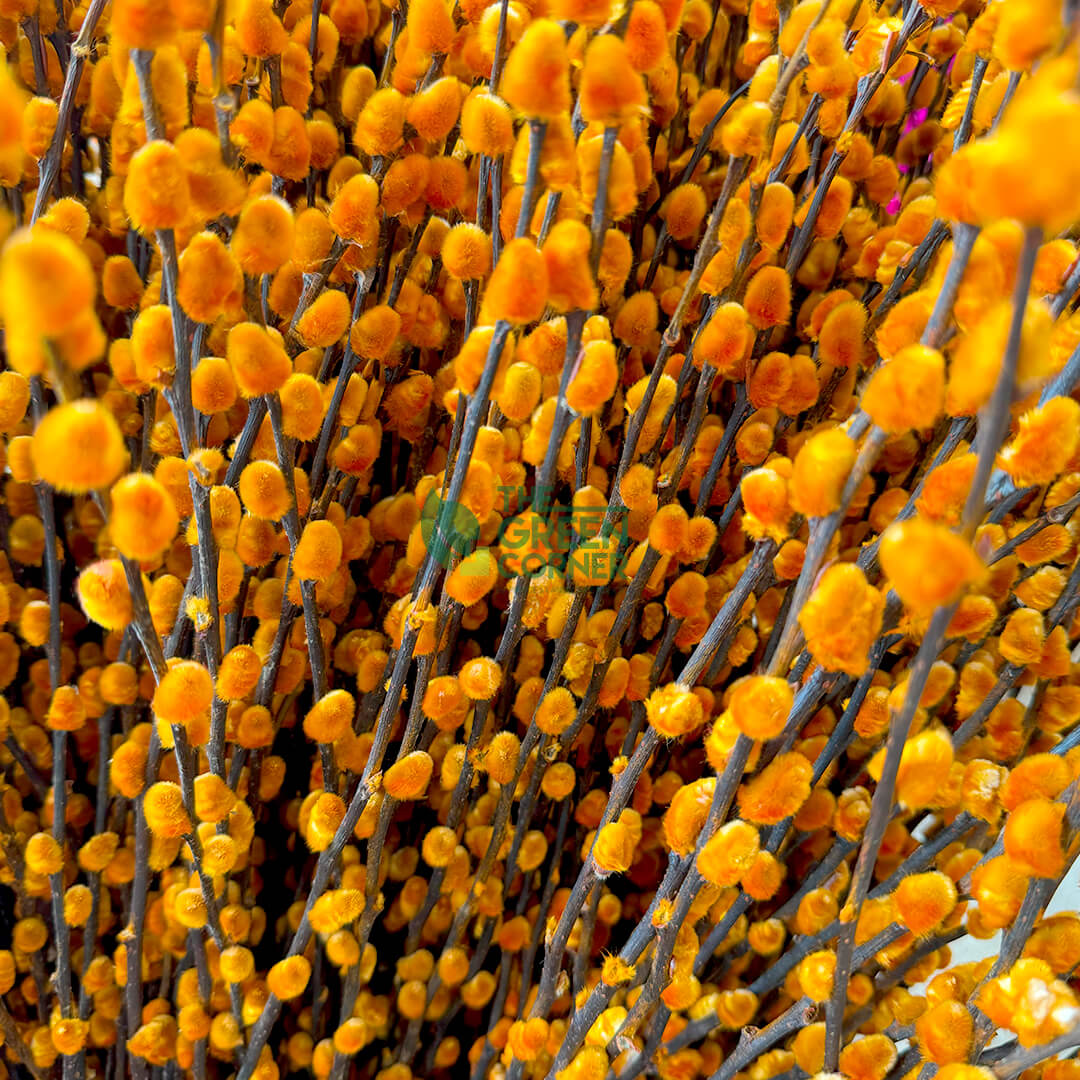 Coloured Pussy Willow (Bundle of 10)